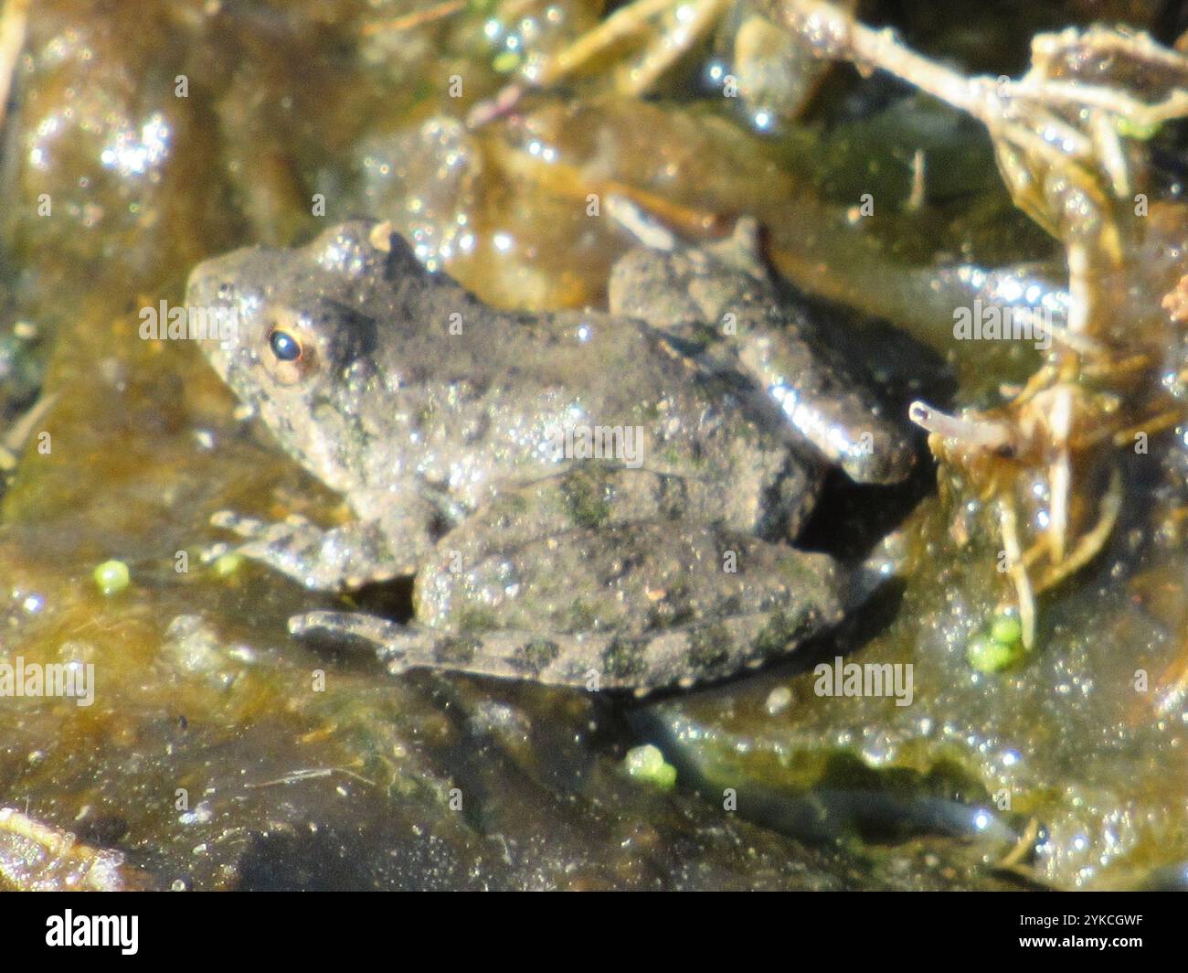 Blanchard's Cricket Frog (Acris blanchardi) Stockfoto