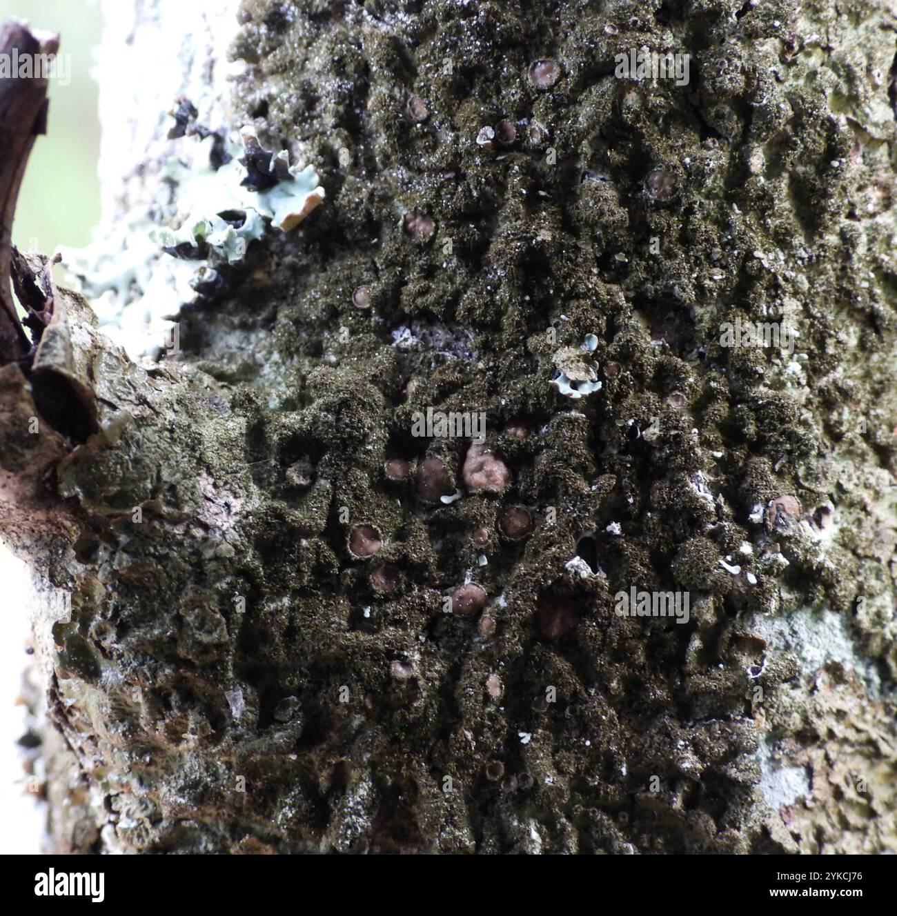Polierte Tarnflechte (Melanelixia glabratula) Stockfoto