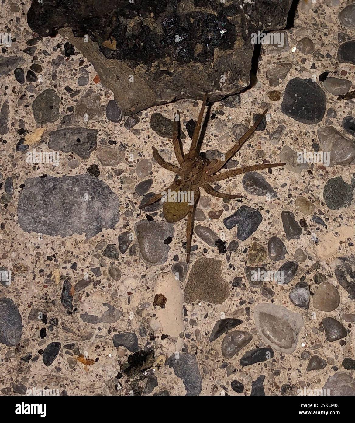 Mediterrane Stachelspinne mit falschem Wolf (Zoropsis spinimana) Stockfoto