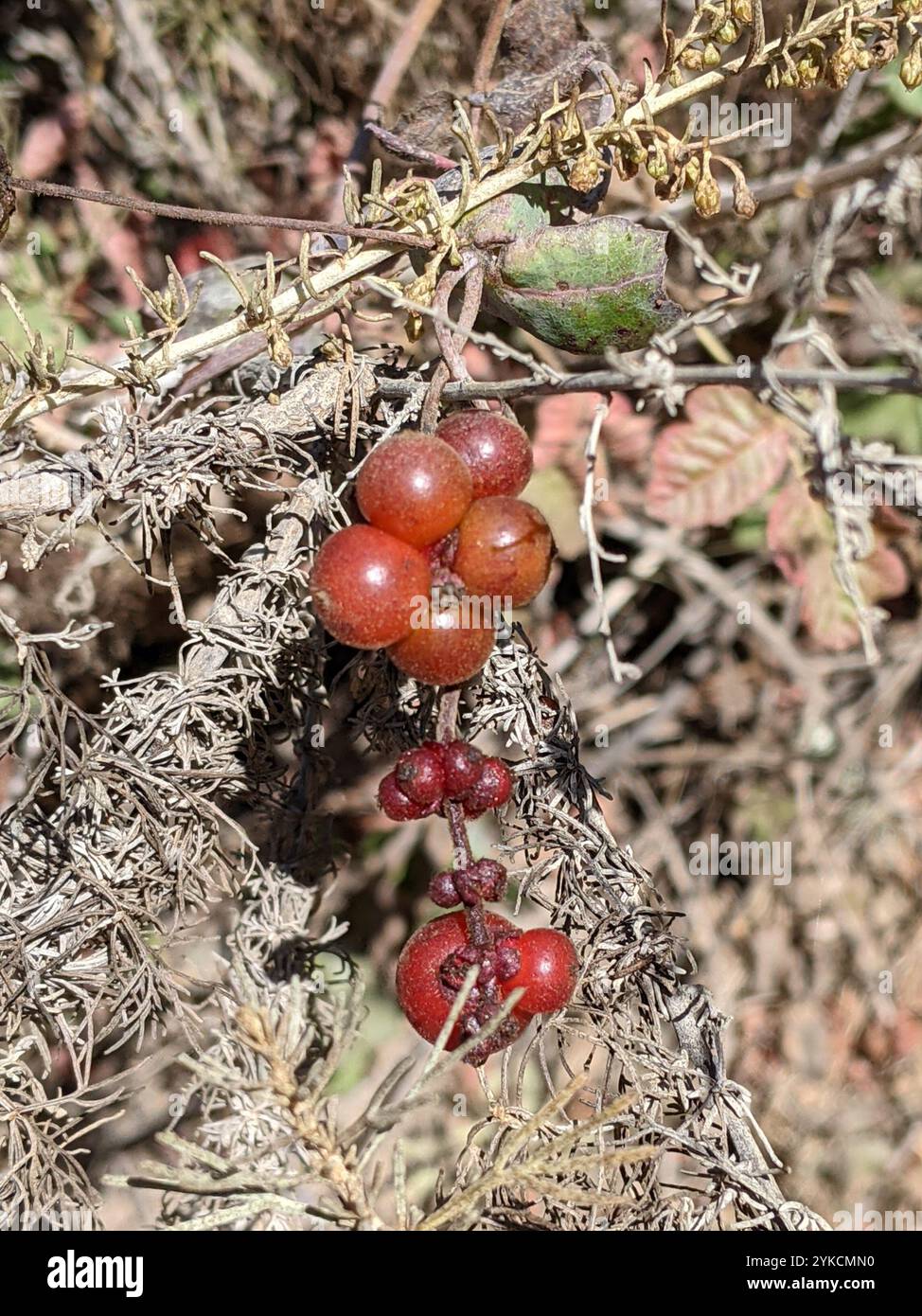 Pinke Geißblatt (Lonicera hispidula) Stockfoto