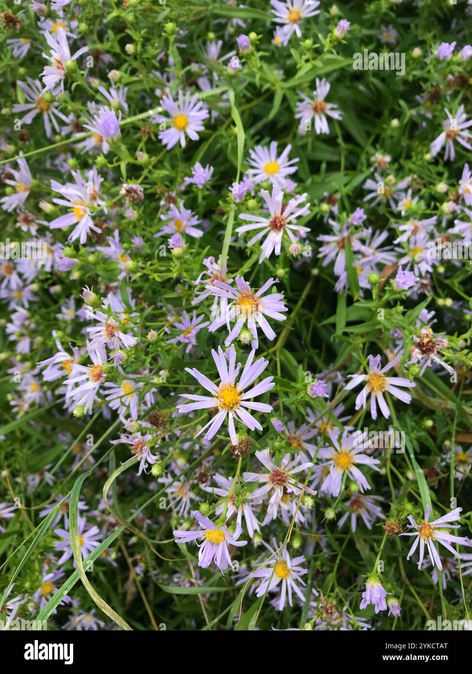 Michaelmas-Gänseblümchen (Symphyotrichum x salignum) Stockfoto