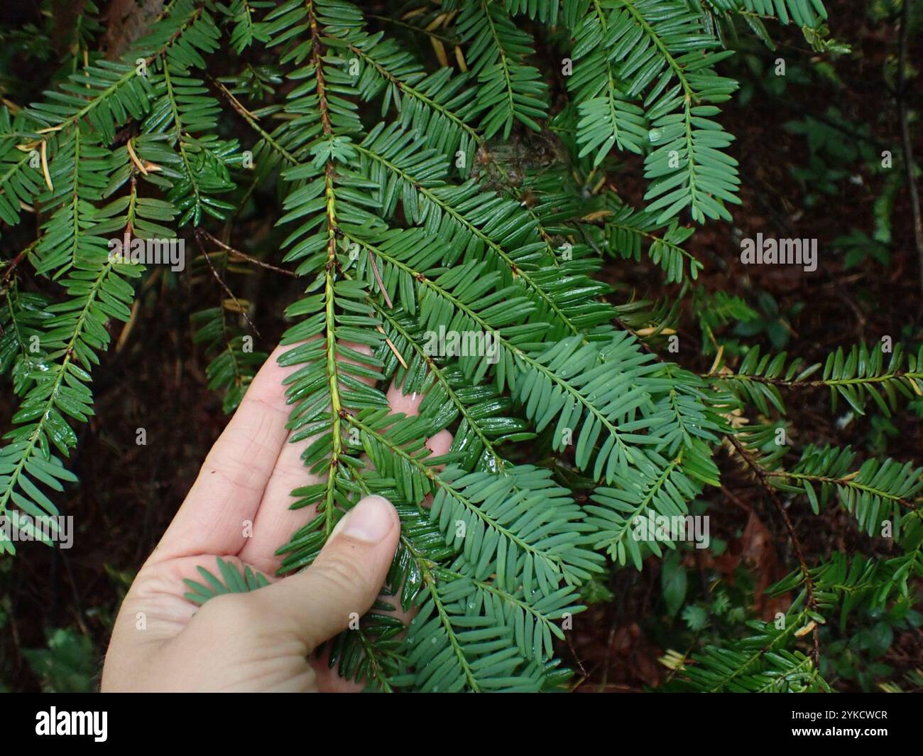 Pazifische eibe -Fotos und -Bildmaterial in hoher Auflsung  Alamy
