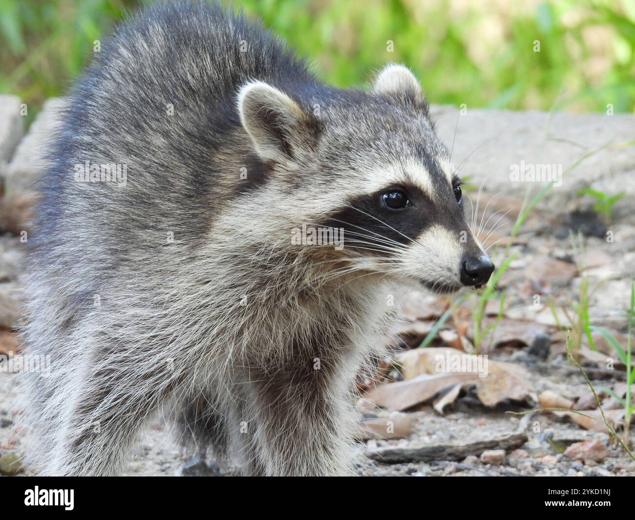 Gemeinsamen Waschbär (Procyon Lotor) Stockfoto