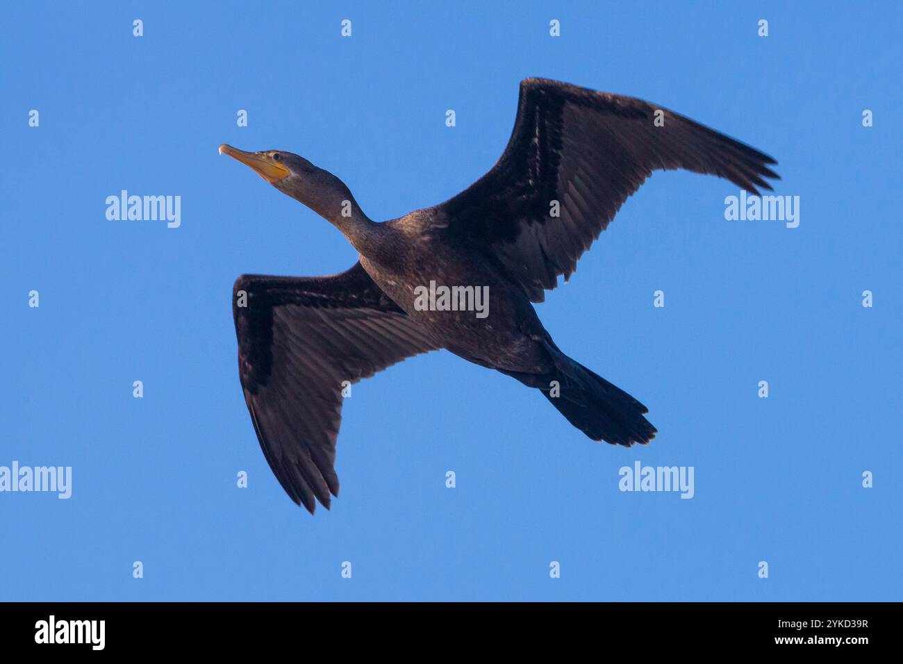 Neotropis Kormoran, Phalacrocorax Brasilianus, im Flug bei Punta Chame, Pazifikküste, Provinz Panama, Republik von Panama. Stockfoto