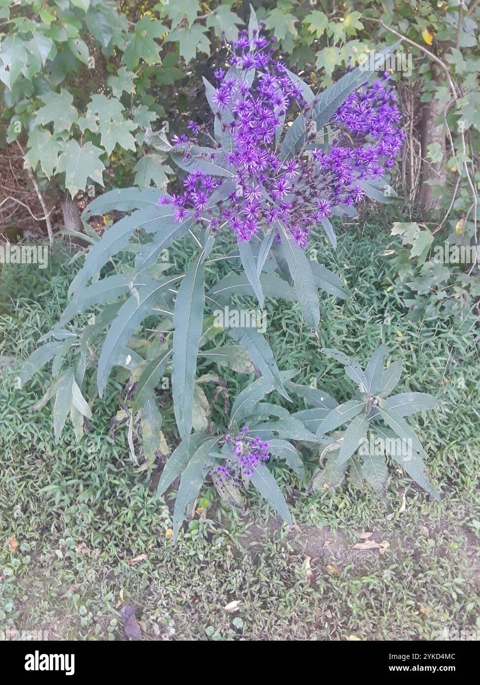 Tall Ironweed (Vernonia gigantea) Stockfoto