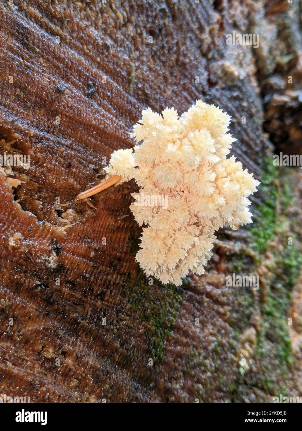 Bärenkopf (Hericium abietis) Stockfoto