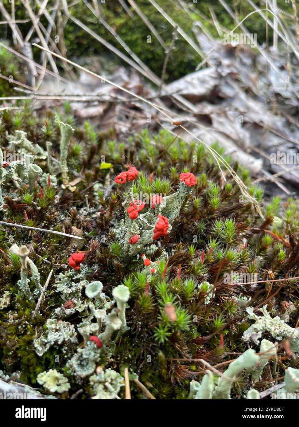Britische Soldatenflechte (Cladonia cristatella) Stockfoto