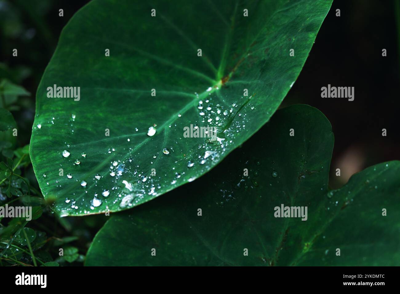 Großes grünes Blatt aus der Nähe mit Wassertropfen, dunkler Hintergrund des Regenwaldes, portugiesische Natur Stockfoto