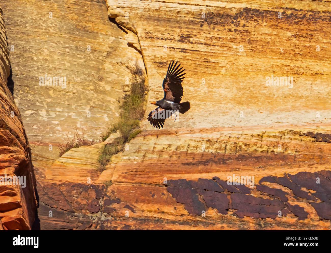 California Condor 6Y (Gymnogyps californianus) schwingt entlang der Sandsteinklippen im Zion Canyon, Zion National Park, Washington County, Utah, USA. Stockfoto