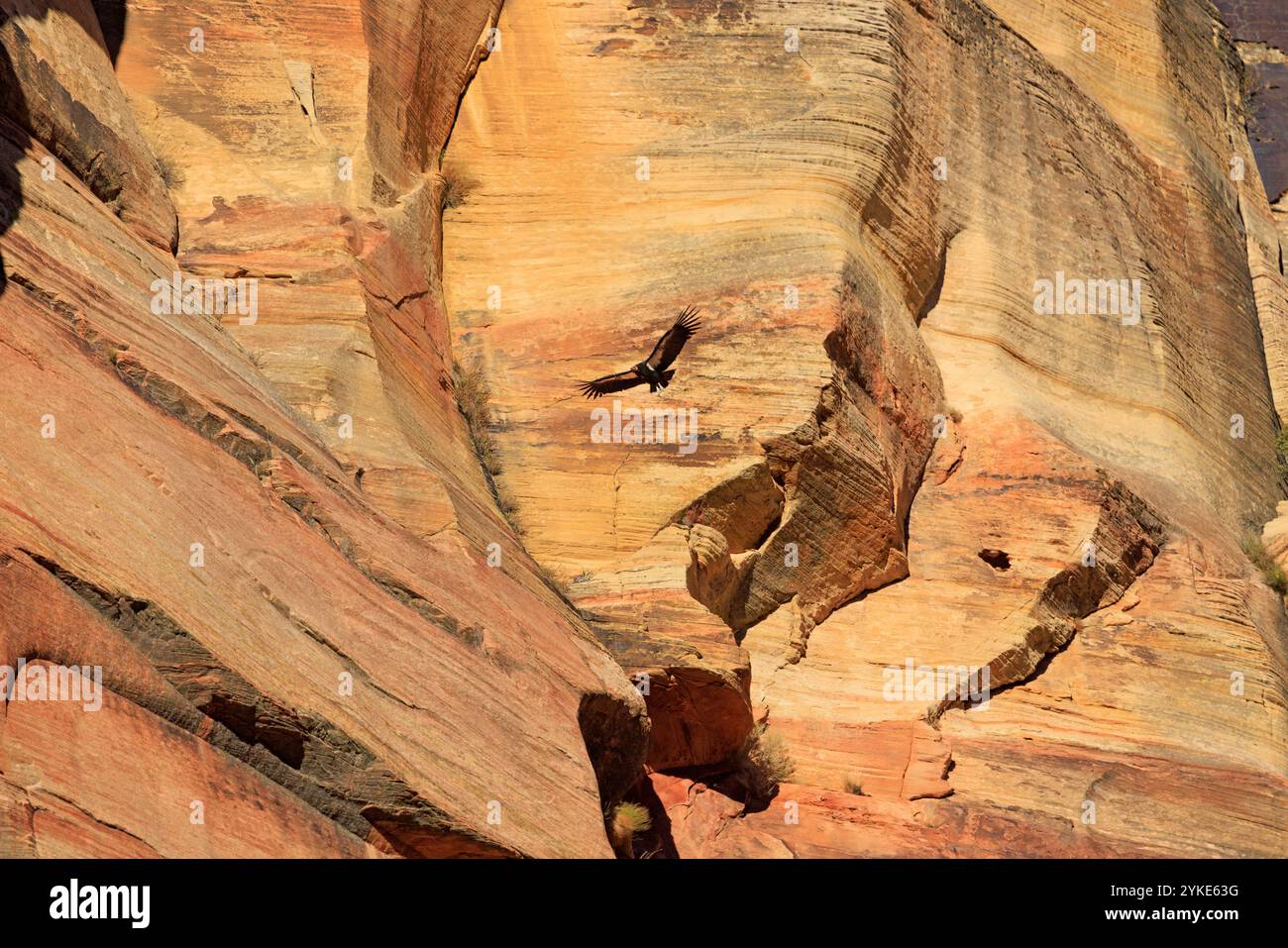 California Condor Z0 (Gymnogyps californianus) schwingt entlang der Sandsteinklippen im Zion Canyon, Zion National Park, Washington County, Utah, USA. Stockfoto