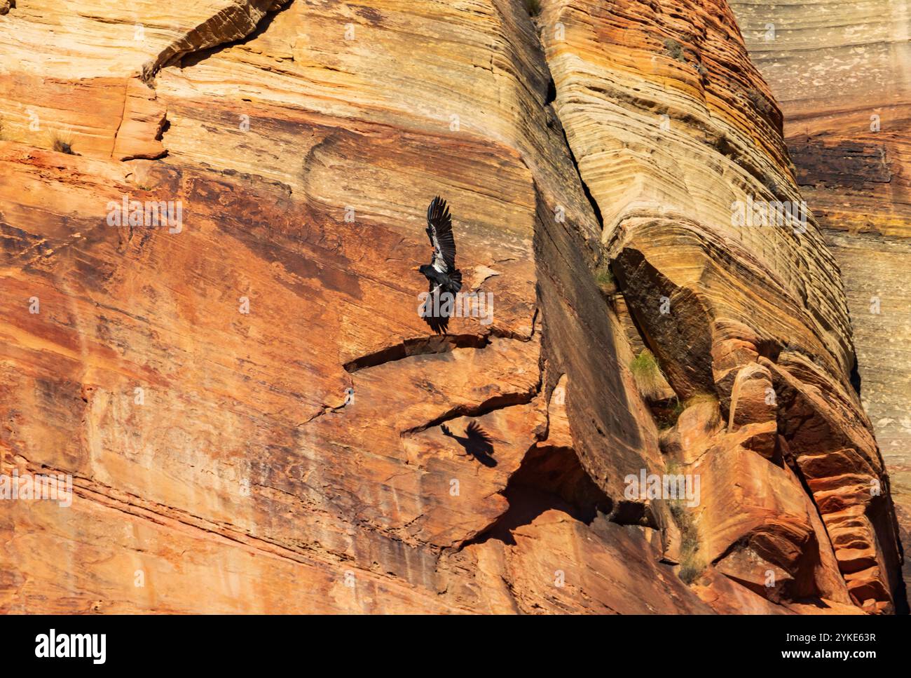 California Condor 6Y (Gymnogyps californianus) schwingt entlang der Sandsteinklippen im Zion Canyon, Zion National Park, Washington County, Utah, USA. Stockfoto