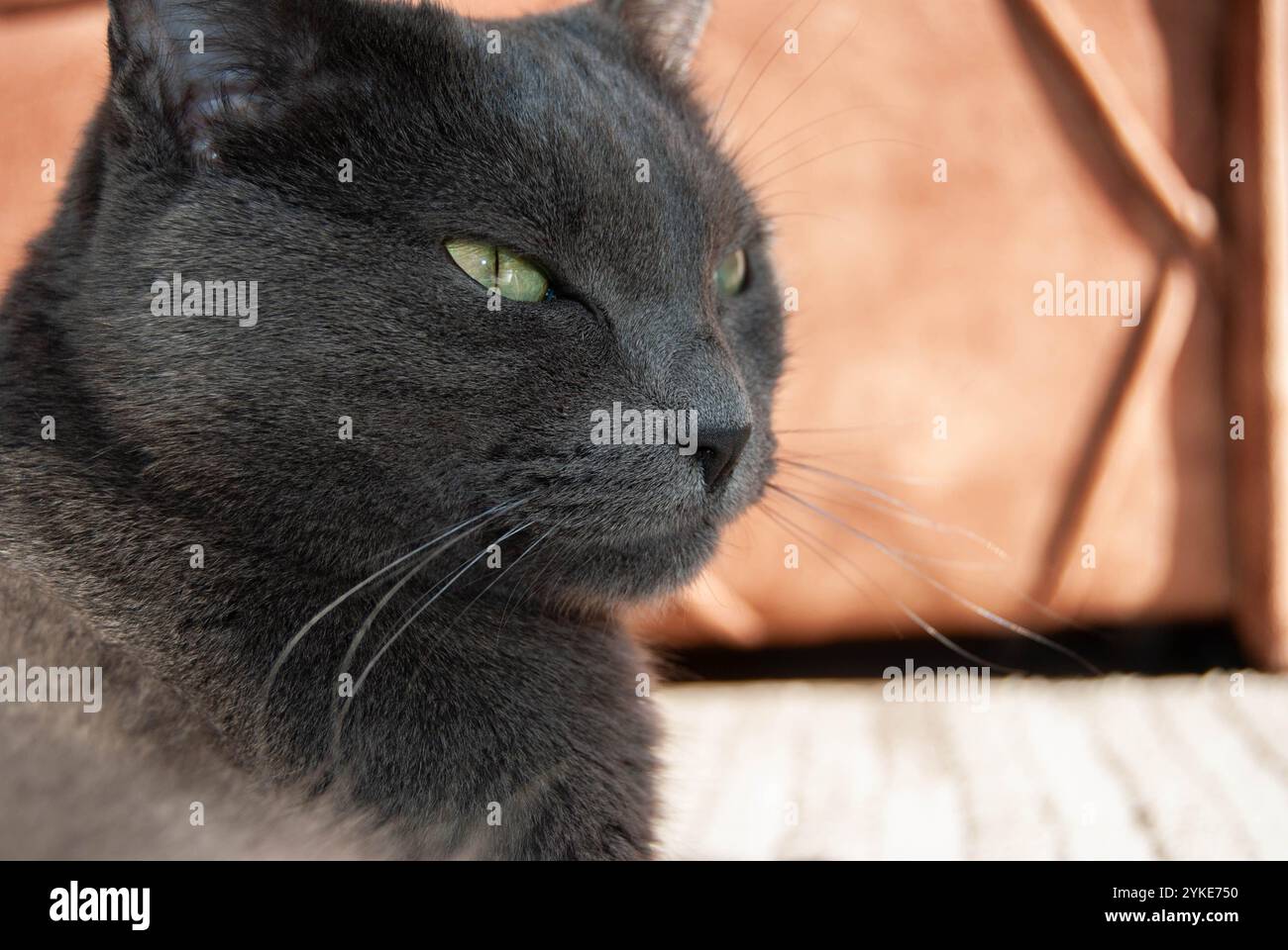 Eine russische blaue Katze, die anmutig auf dem Boden steht und stolz aus dem Fenster blickt. Stockfoto
