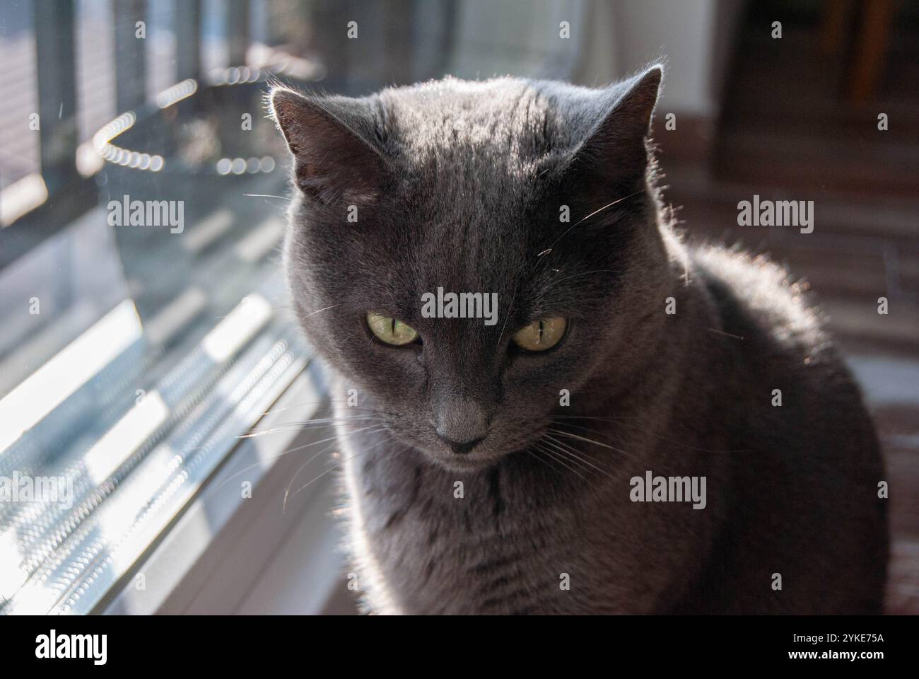 Eine russische blaue Katze, die anmutig auf dem Boden steht und stolz aus dem Fenster blickt. Stockfoto