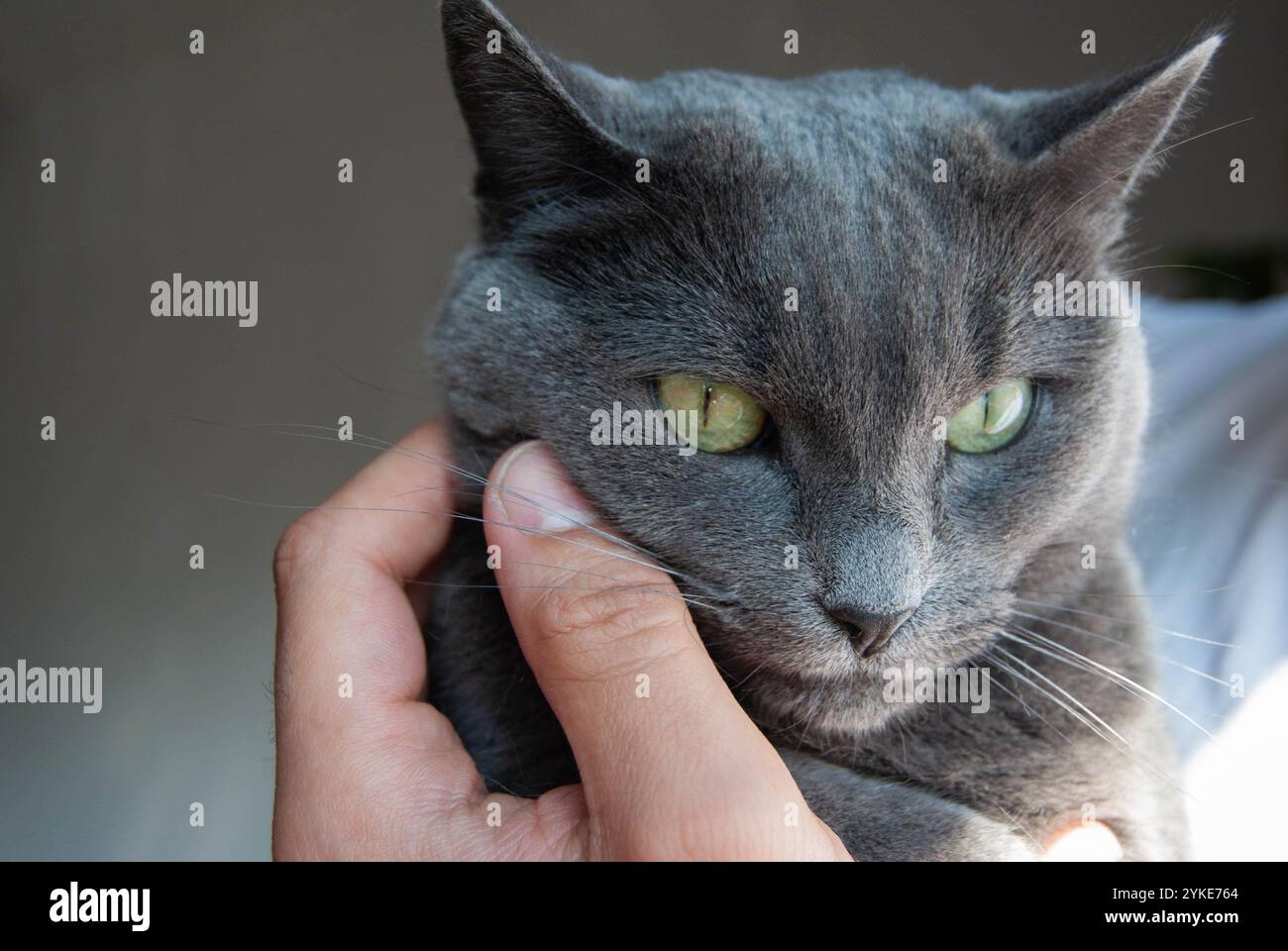 Eine russische blaue Katze, die sanft in den Händen eines Mannes am Fenster gehalten wird, symbolisiert Liebe und Pflege für Haustiere Stockfoto