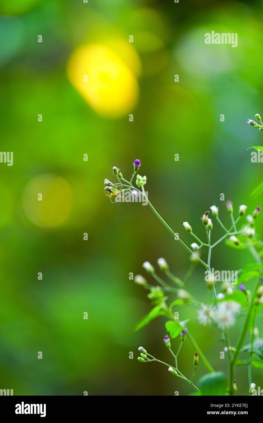 Cyanthillium cinereum blüht mit hängender Spinne auf einem schönen grünen, verschwommenen Bokeh-Hintergrund Stockfoto