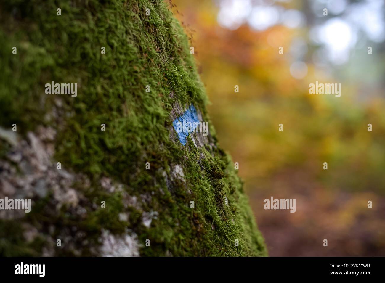 Blick auf eine Farbspur im Wald, die auf einen Wanderweg im Wald von Fontainebleau hinweist Stockfoto