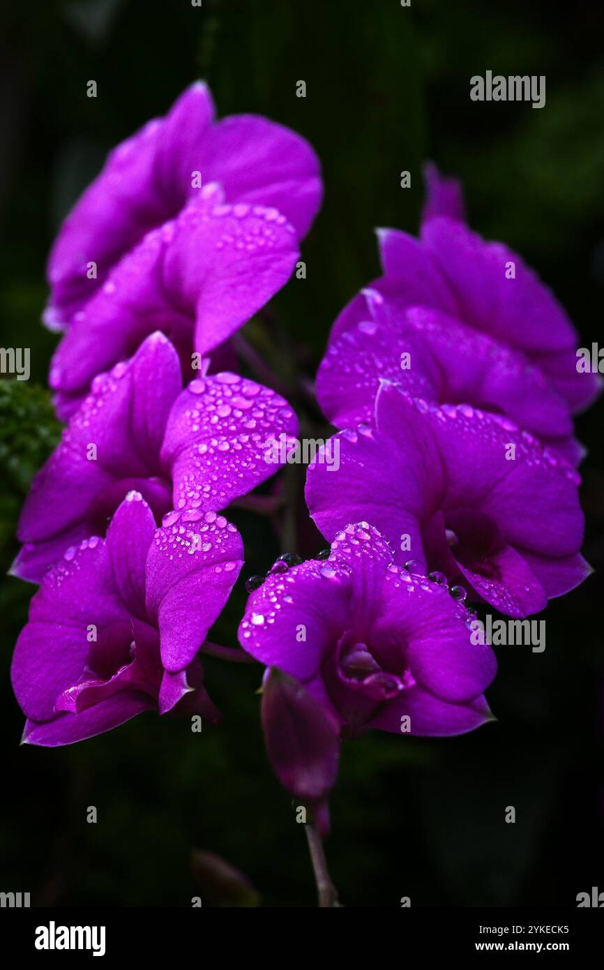 Dendrobium Hybrid-Orchideen sind bekannt für ihre leuchtenden, lebendigen Farben und ihre anhaltenden Blüten im Perdana Botanical Garden in Kuala Lumpur, Malaysia Stockfoto