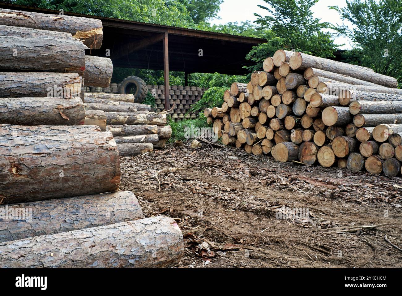 Holzhof einer Korbfabrik Stockfoto