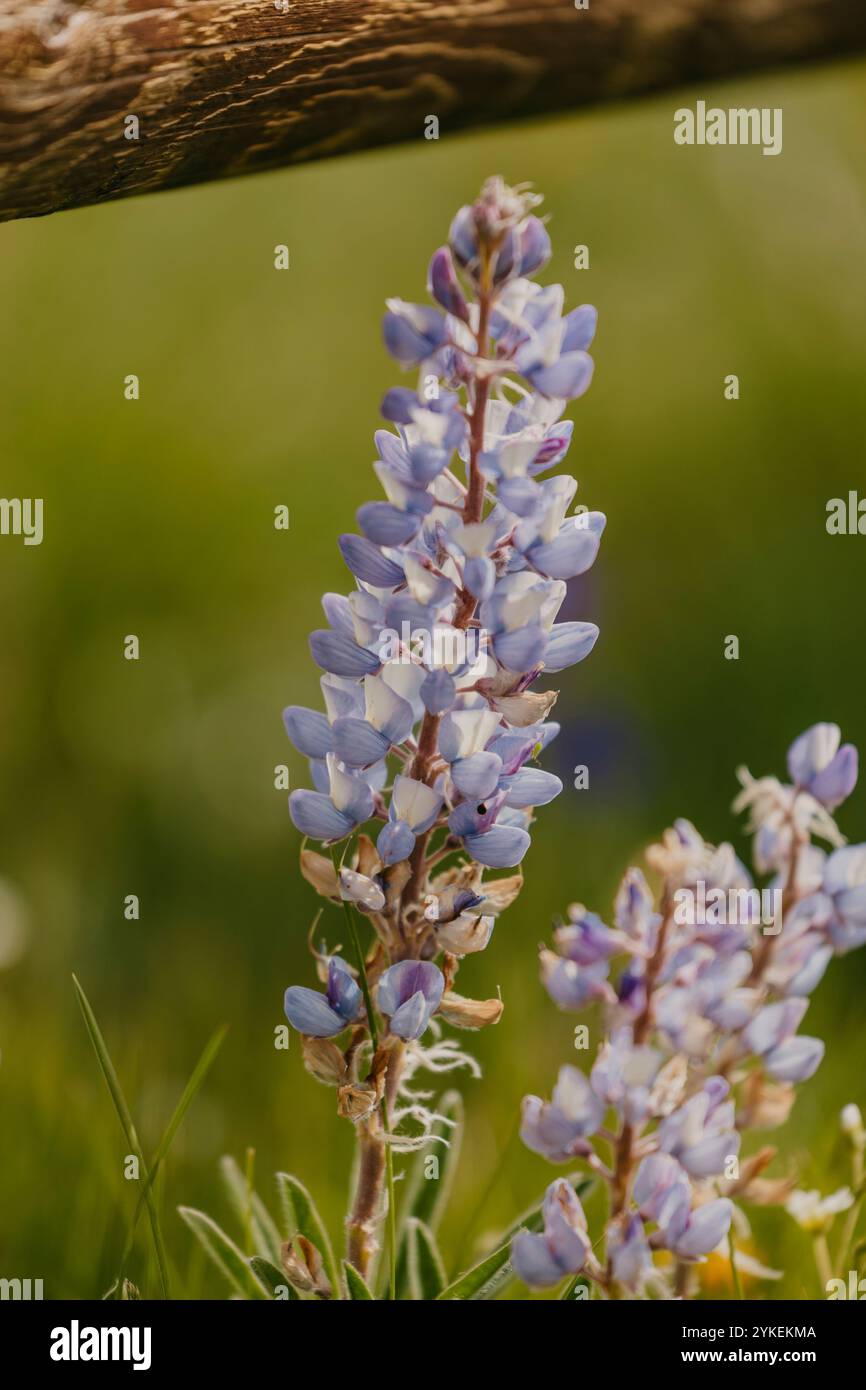 Violette Lupine Wild Flower Blooming Stockfoto