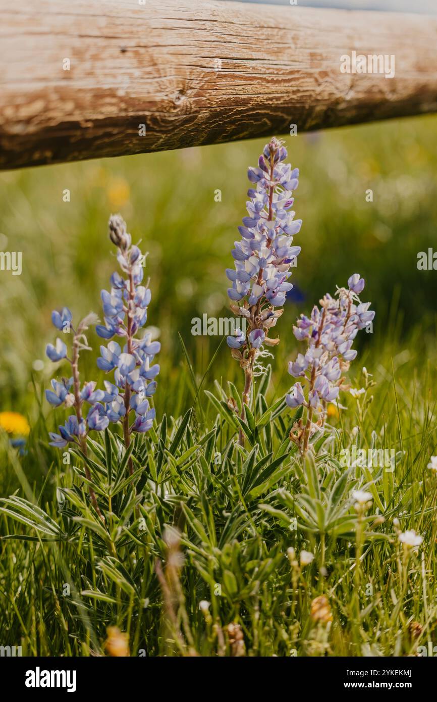Lila Lupine Wild Flowers in Big Horns Stockfoto