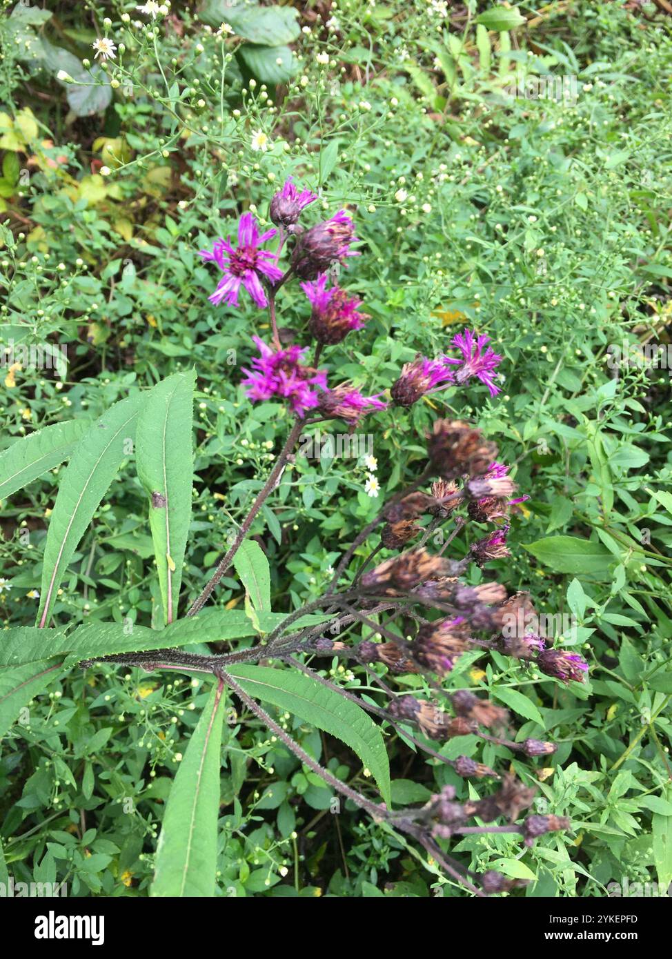 Tall Ironweed (Vernonia gigantea) Stockfoto