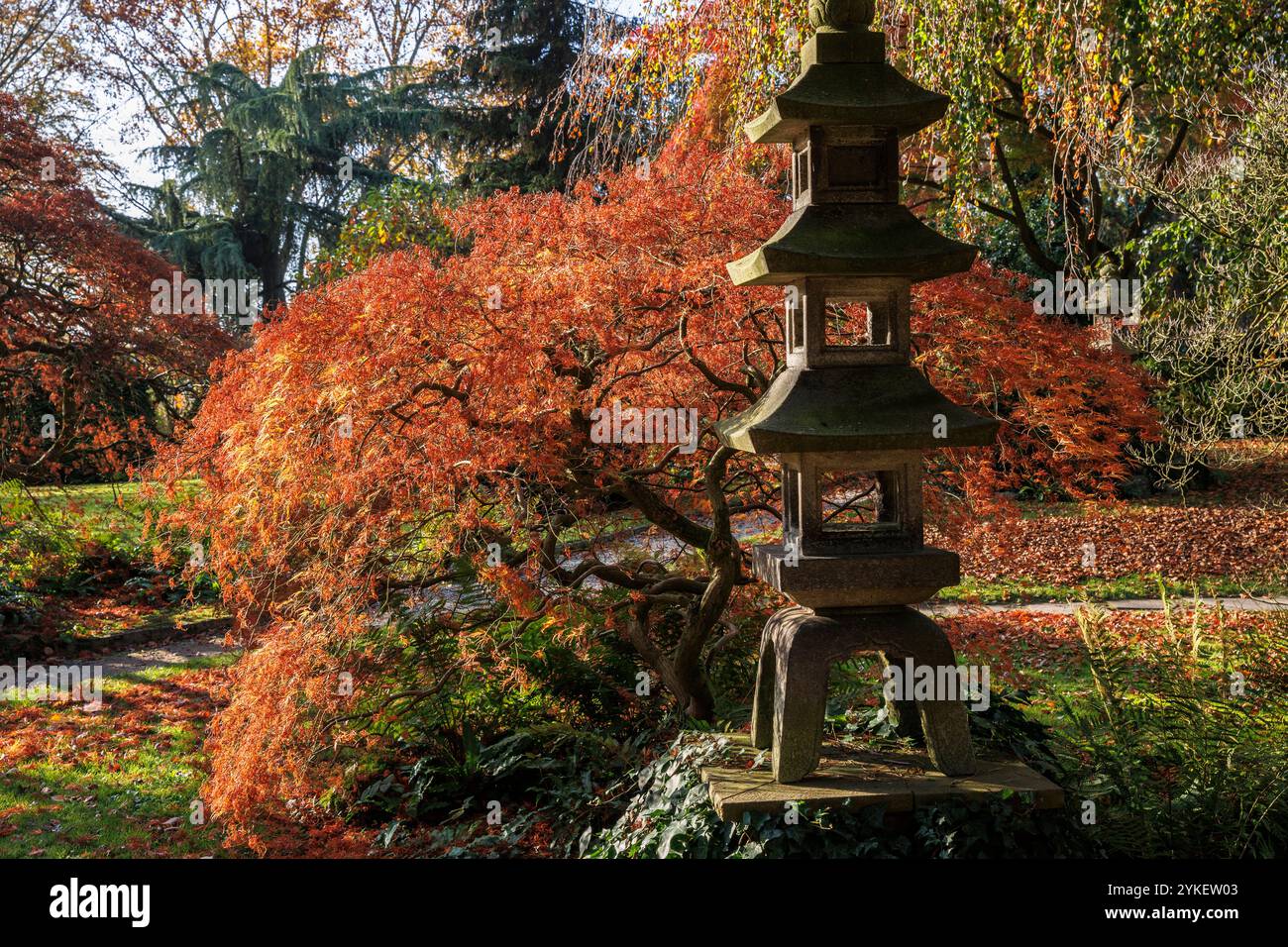 Steinlaterne vor einem japanischen Ahornbaum (Acer japonicum) im japanischen Garten in Leverkusen, Herbst, Nordrhein-Westfalen. Steinl Stockfoto