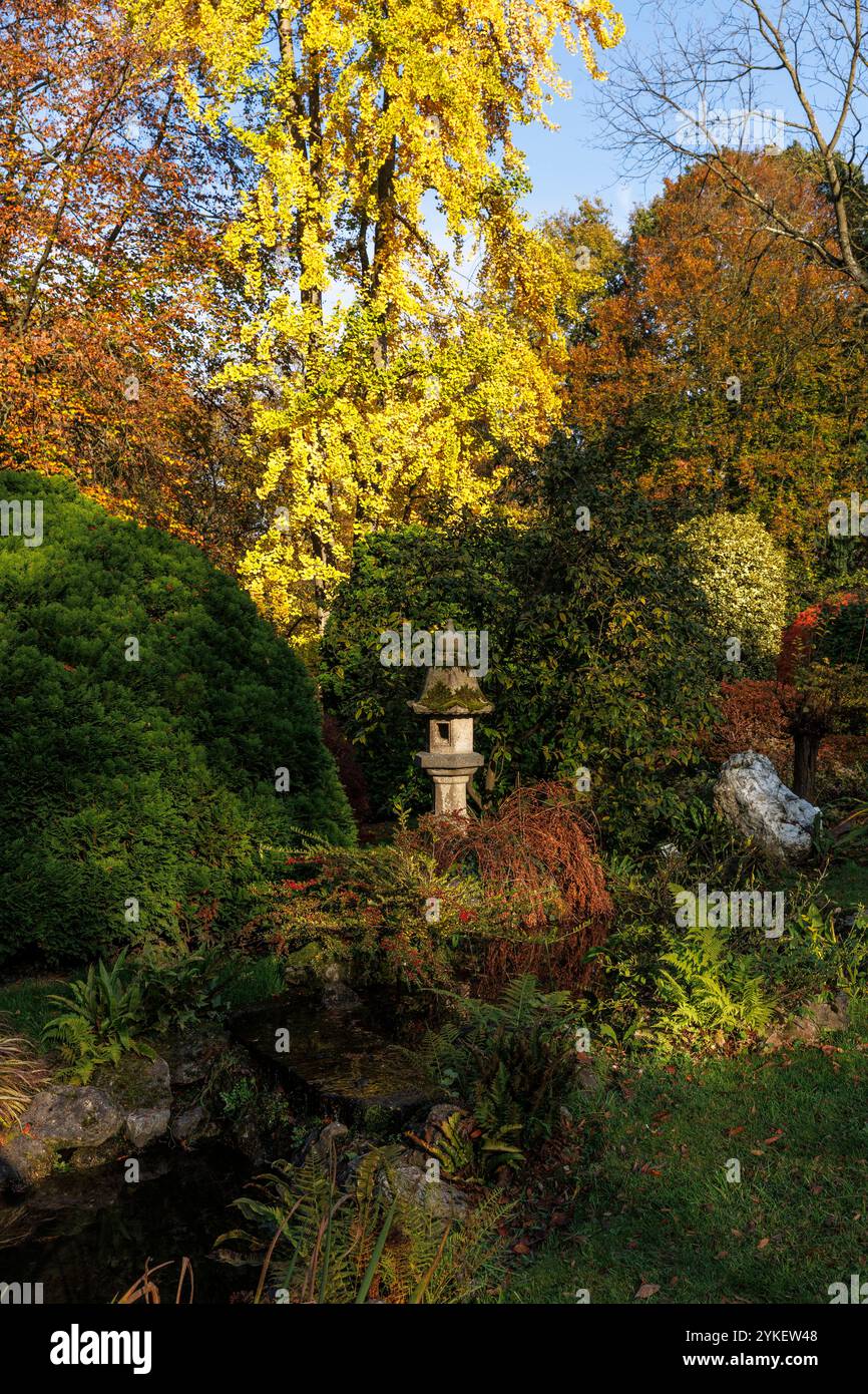 Steinlaterne unter einem Ginkgobaum im japanischen Garten in Leverkusen, Herbst, Nordrhein-Westfalen. Steinlaterne unter einem Ginkgo Baum Stockfoto