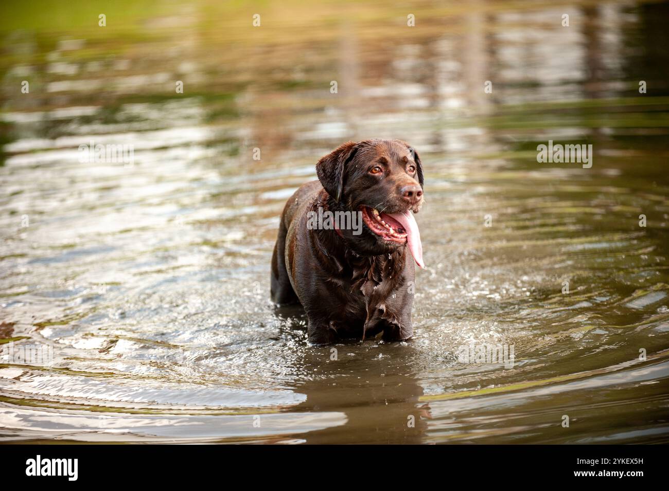 Ein schwarzes Labor, das mit Wasser spielt. Stockfoto