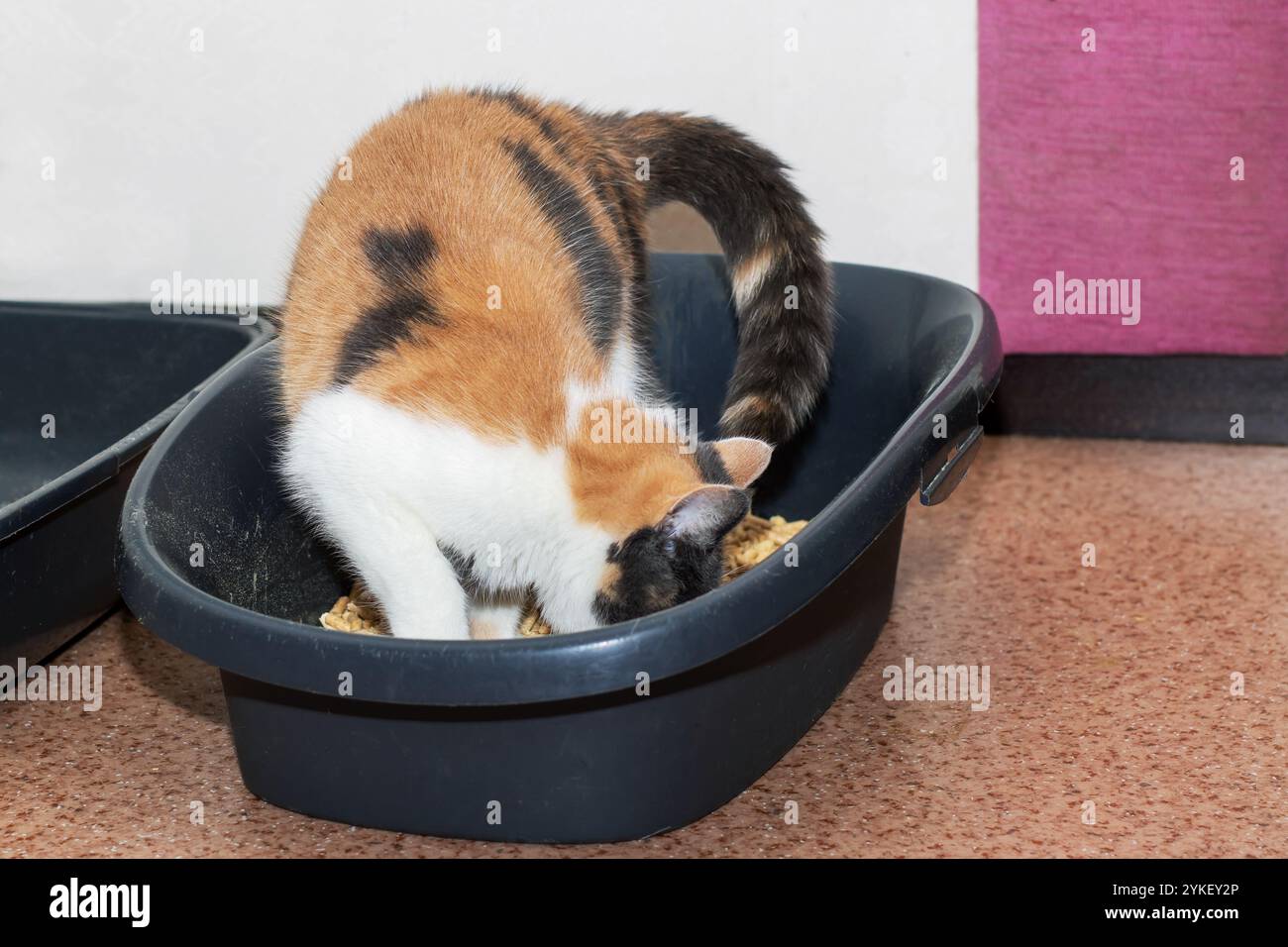 Eine schöne Calico-Katze sitzt bequem in einem schwarzen Katzenklo und genießt einen Moment der Ruhe und Entspannung in seiner gemütlichen Umgebung Stockfoto