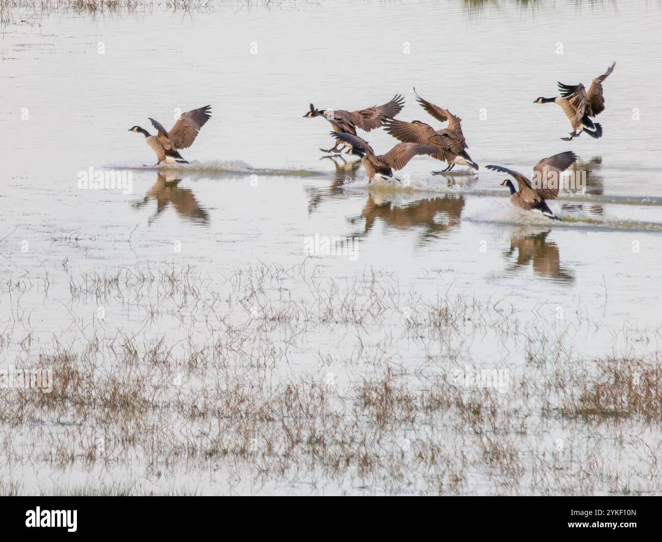 Kanadiengänse landen gerade auf einem See Stockfoto