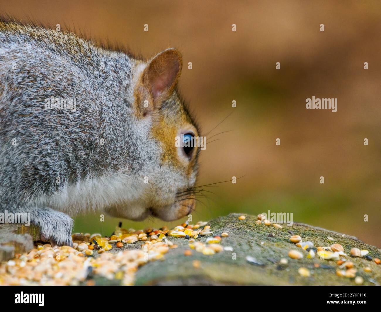 Graues Eichhörnchen, das sich von Samen auf einem Baumstumpf ernährt Stockfoto