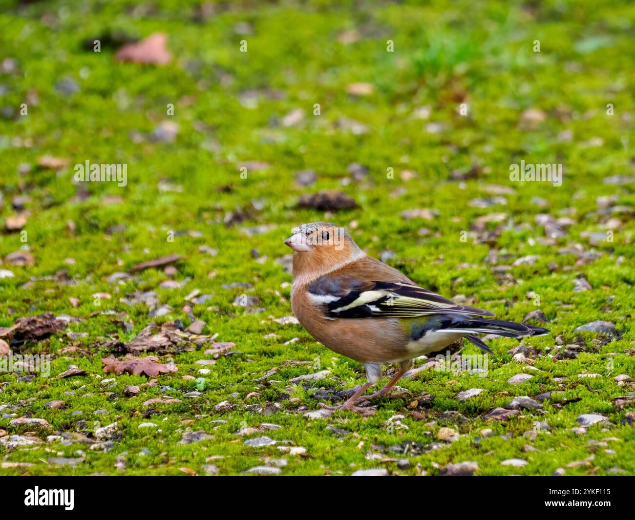 Weibliche Chaffinch Fütterung auf dem Boden Stockfoto