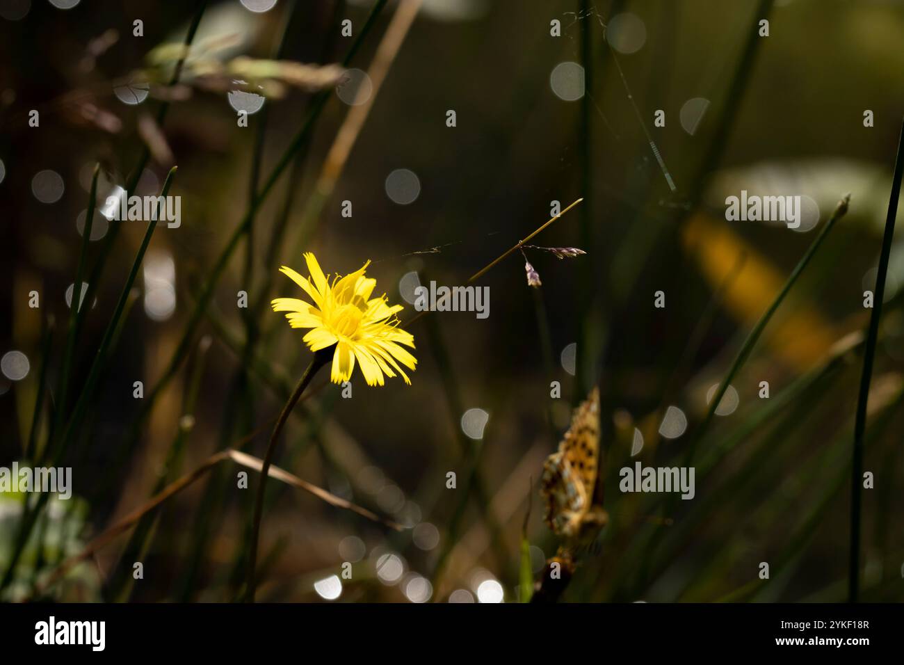 Nahaufnahme einer falschen Löwenzahnblume, Hypochaeris radicata, im Sonnenlicht Stockfoto