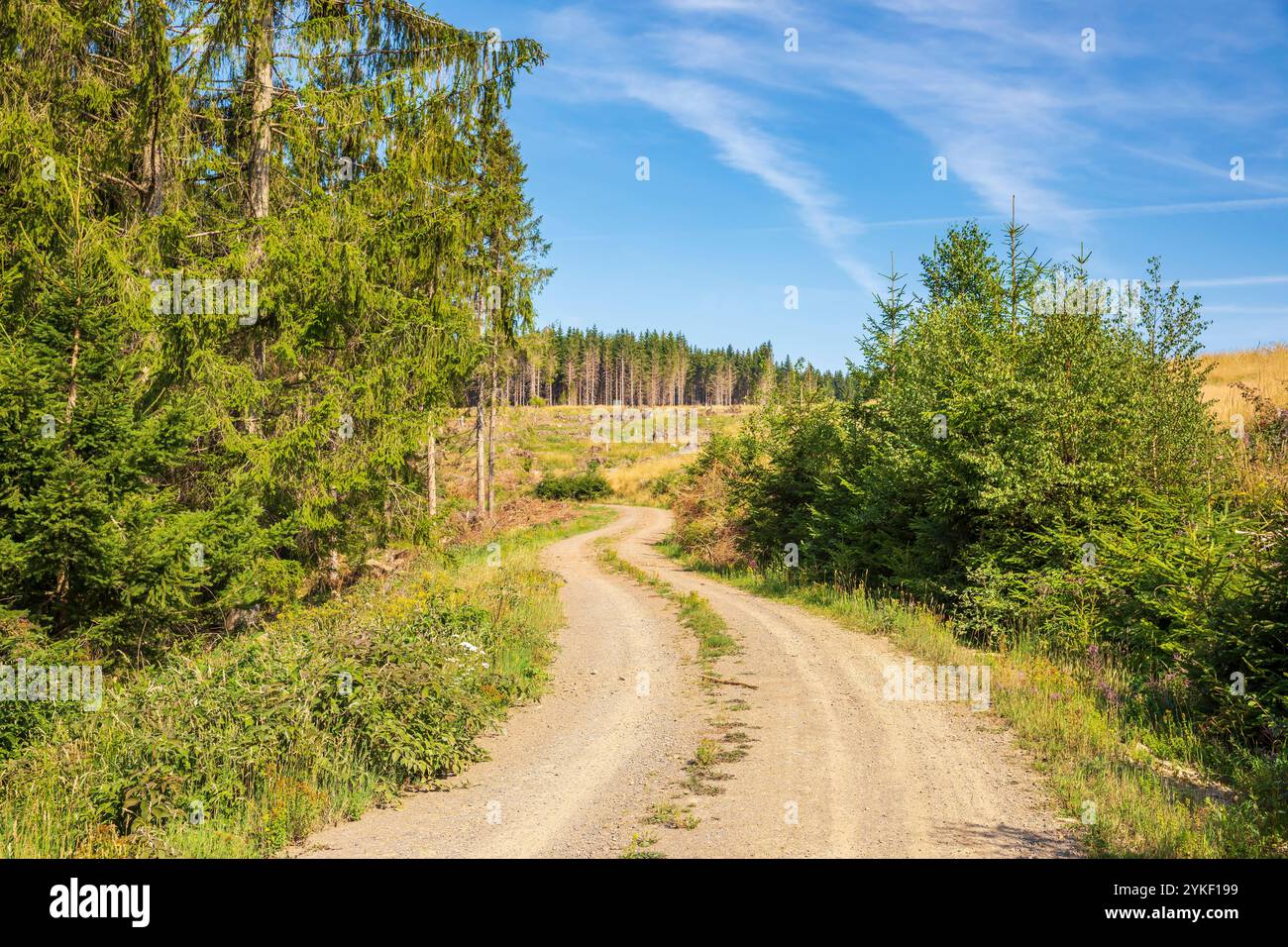 Landschaft des Nationalparks der Harz, Deutschland. Grüner Wald, gestapelte Baumstämme, offene, blühende Wiese und Wanderwege. Stockfoto