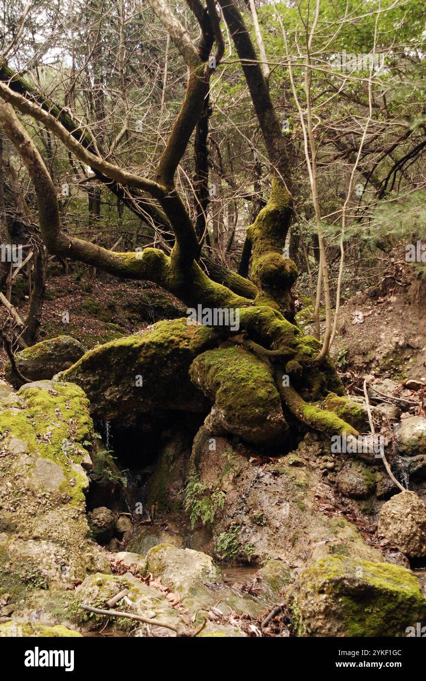 Griechenland Insel Rhodos Dorf Theologos, Tal der Schmetterlinge, Herbst 01 Stockfoto