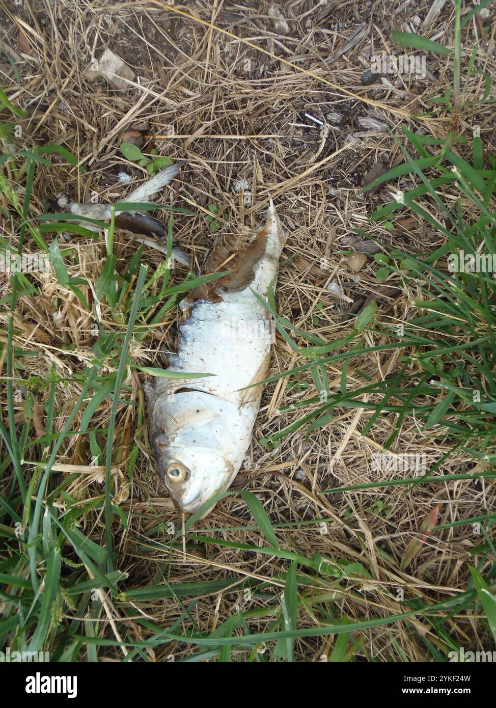 Menhaden im Atlantik (Brevoortia tyrannus) Stockfoto