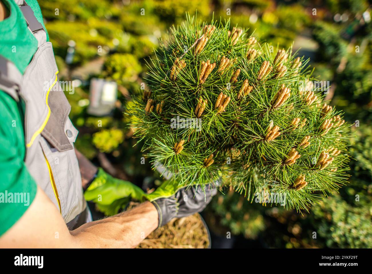 Ein Gärtner pflegt junge Kiefern in einer lebhaften Gärtnerei und konzentriert sich auf ihr gesundes Wachstum an einem sonnigen Frühlingstag. Stockfoto