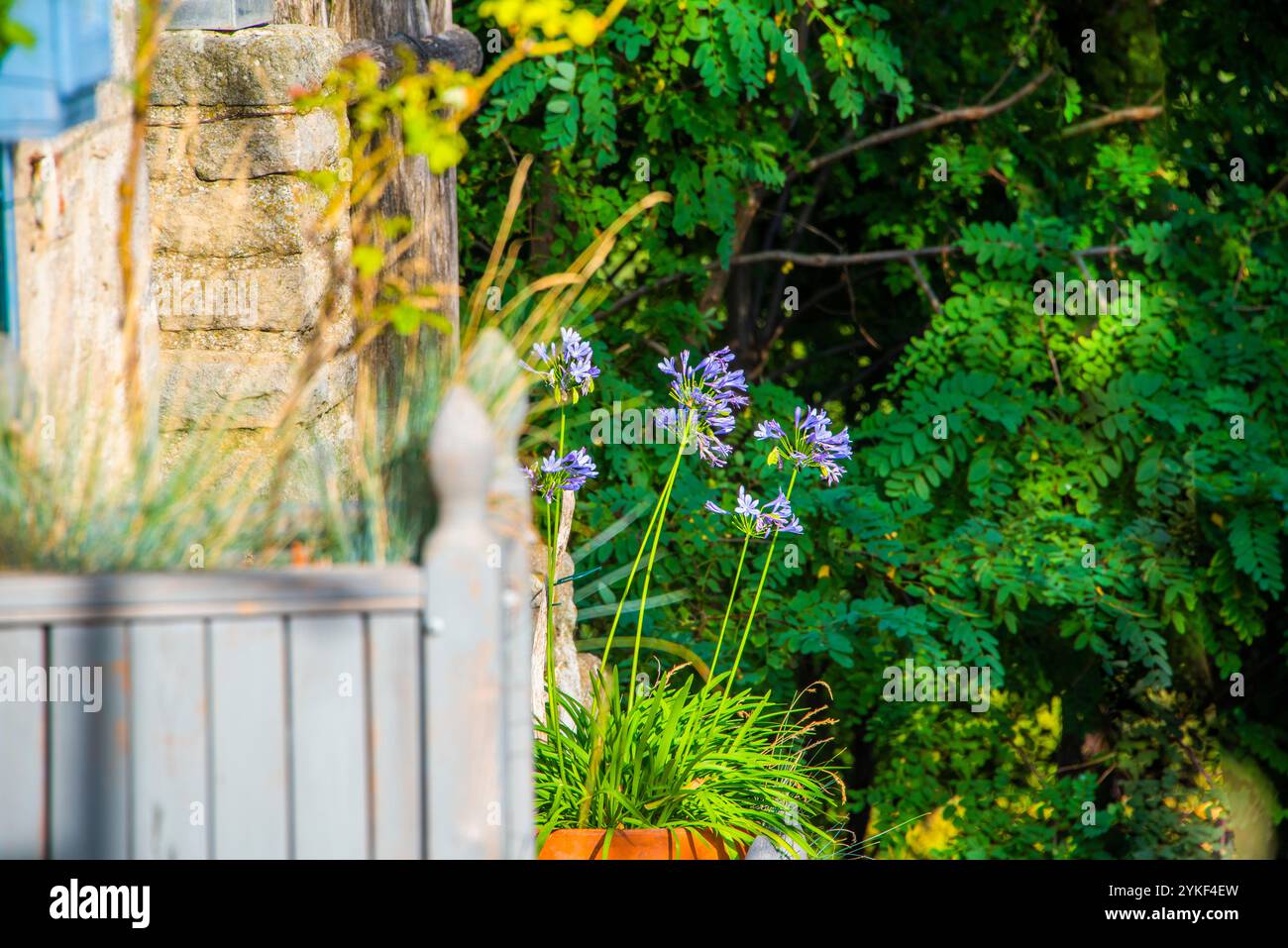 Verkürzung an der Ecke eines Steinhauses mit grünen Stielen und blauen Blumen in Chiusi Della Verna, Arezzo, Italien Stockfoto