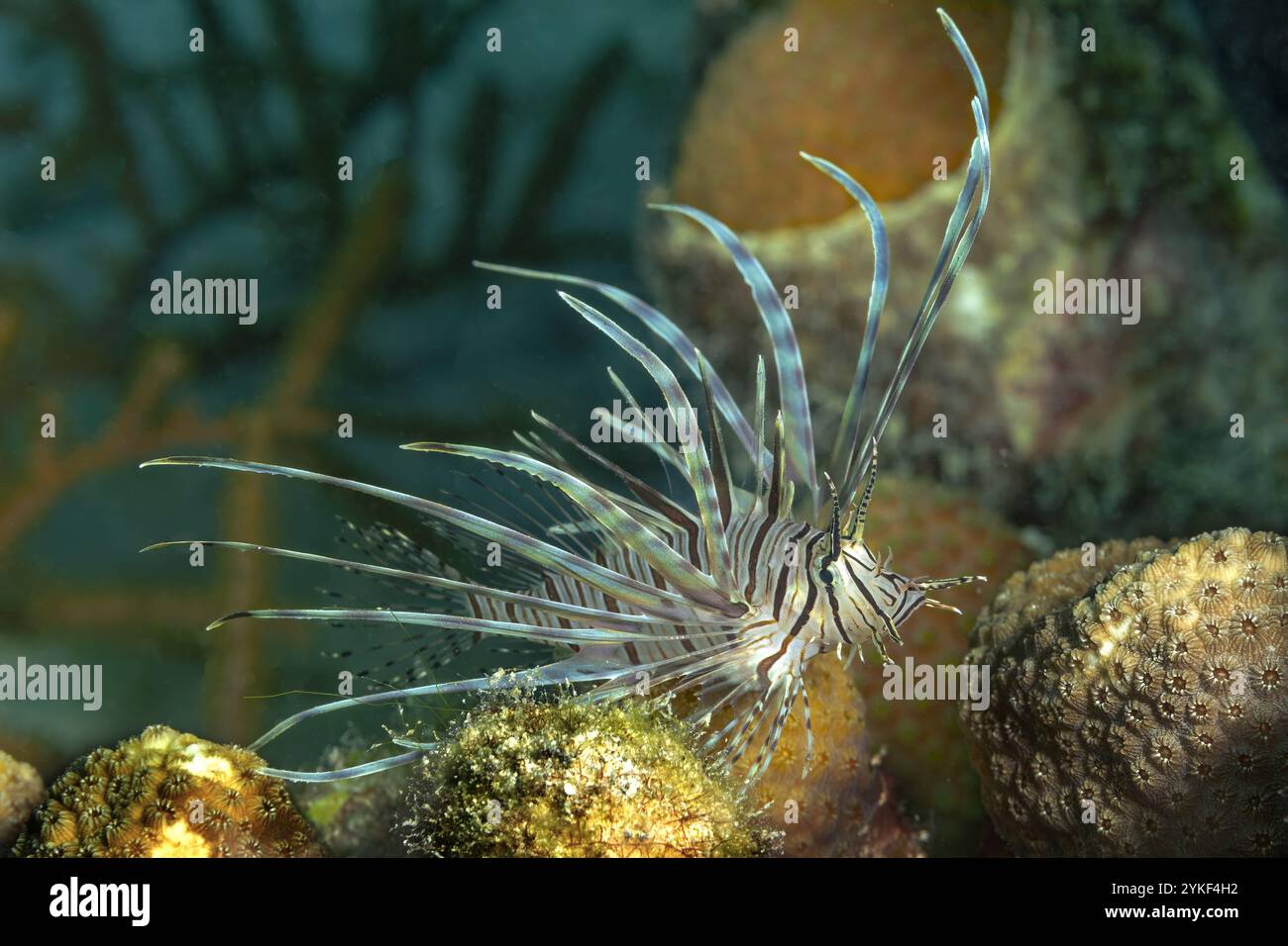 Pterois antennata, allgemein bekannt als Spotfin Löwenfisch, zeigt seine komplizierten Flossenrochen zwischen Bonaires lebhaften Korallenriffen. Stockfoto