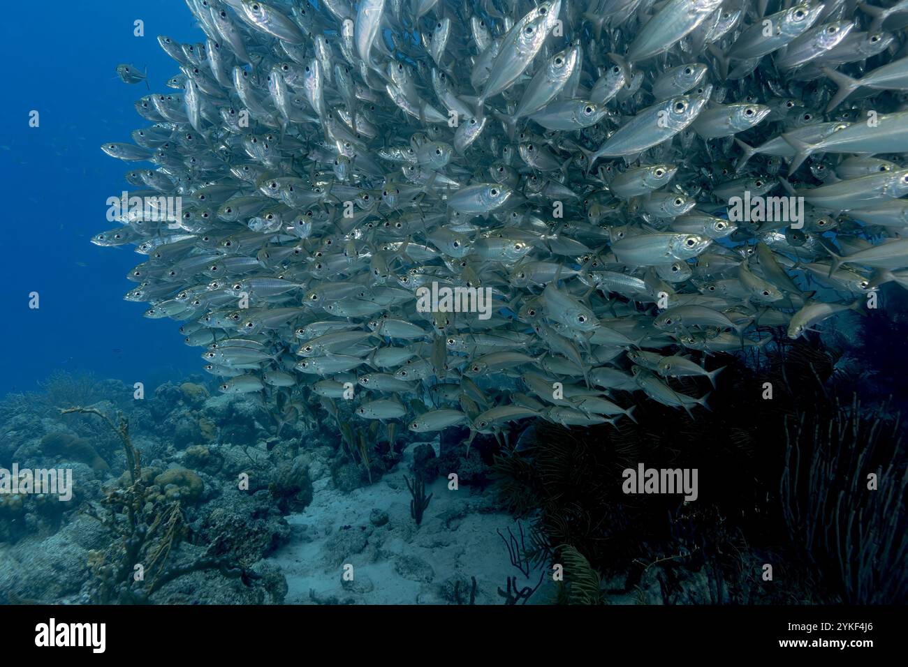Eine große, dicht gepackte Schule schimmernder Großaugen-SCAD oder Selar crumenophthalmus schwärmt die tropische Unterwasserlandschaft von Bonaire und zeigt die Stockfoto