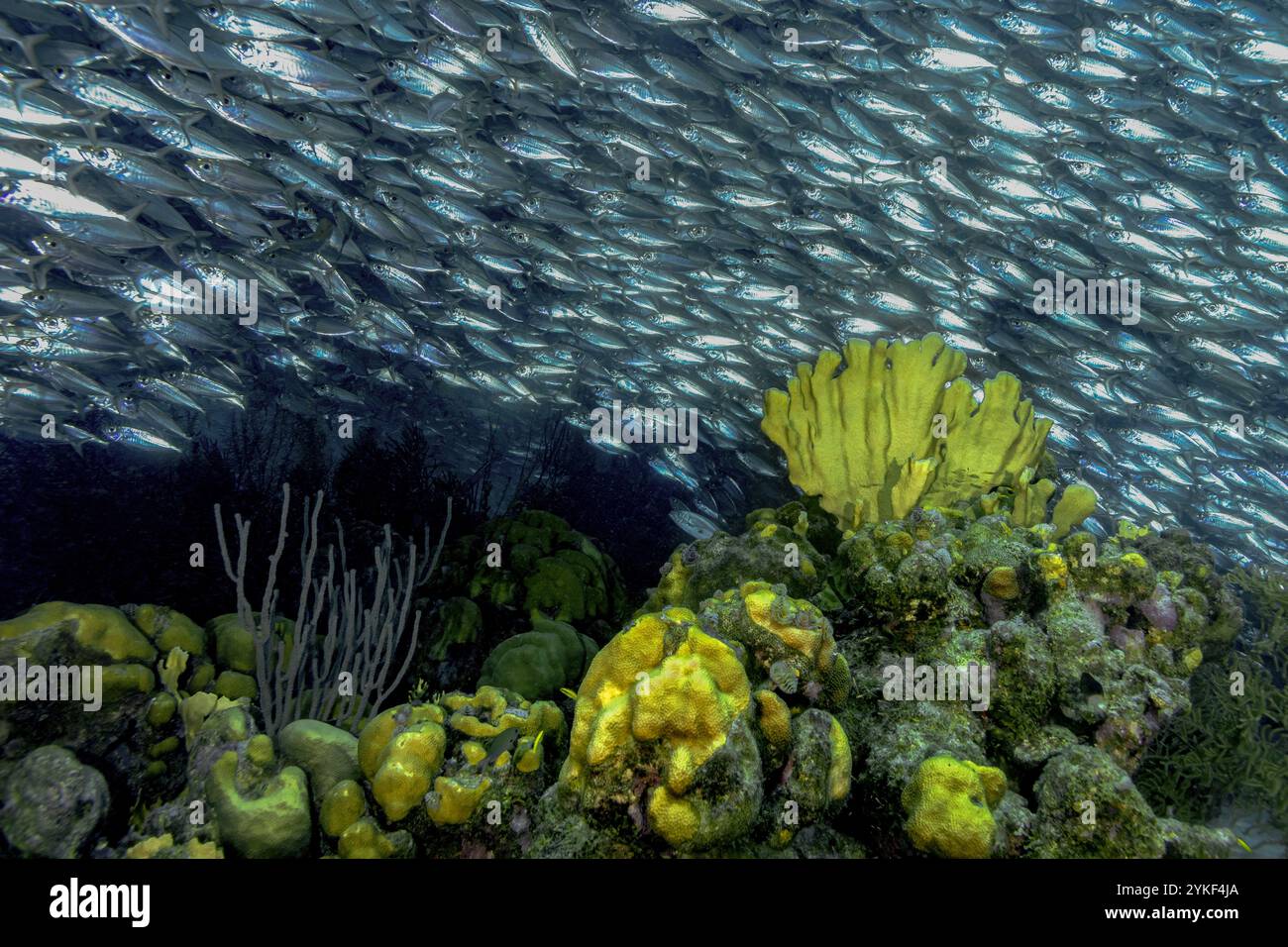 Dichte Ansammlungen von Jack Mackerel oder Trachurus murphyi, die über lebendigen Korallenriffen in Bonaires klaren Gewässern schwimmen und die biologische Vielfalt der Meere zeigen. Stockfoto