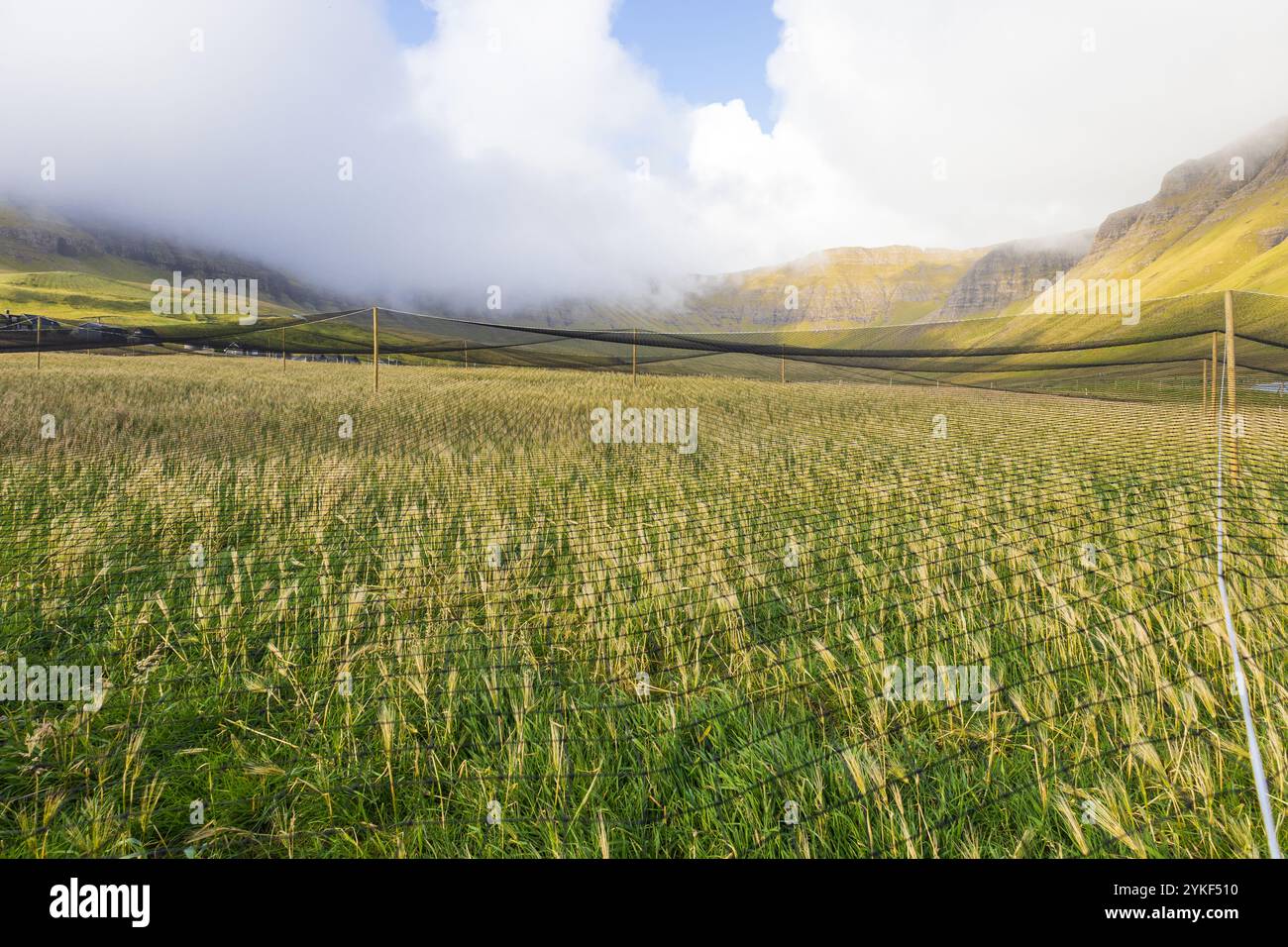 Landwirtschaftliche Getreideerzeugung auf der nordischen Insel Färöer mit Vogelnetz nachhaltige Pflanzenbewirtschaftung und Schädlingsschutz Stockfoto
