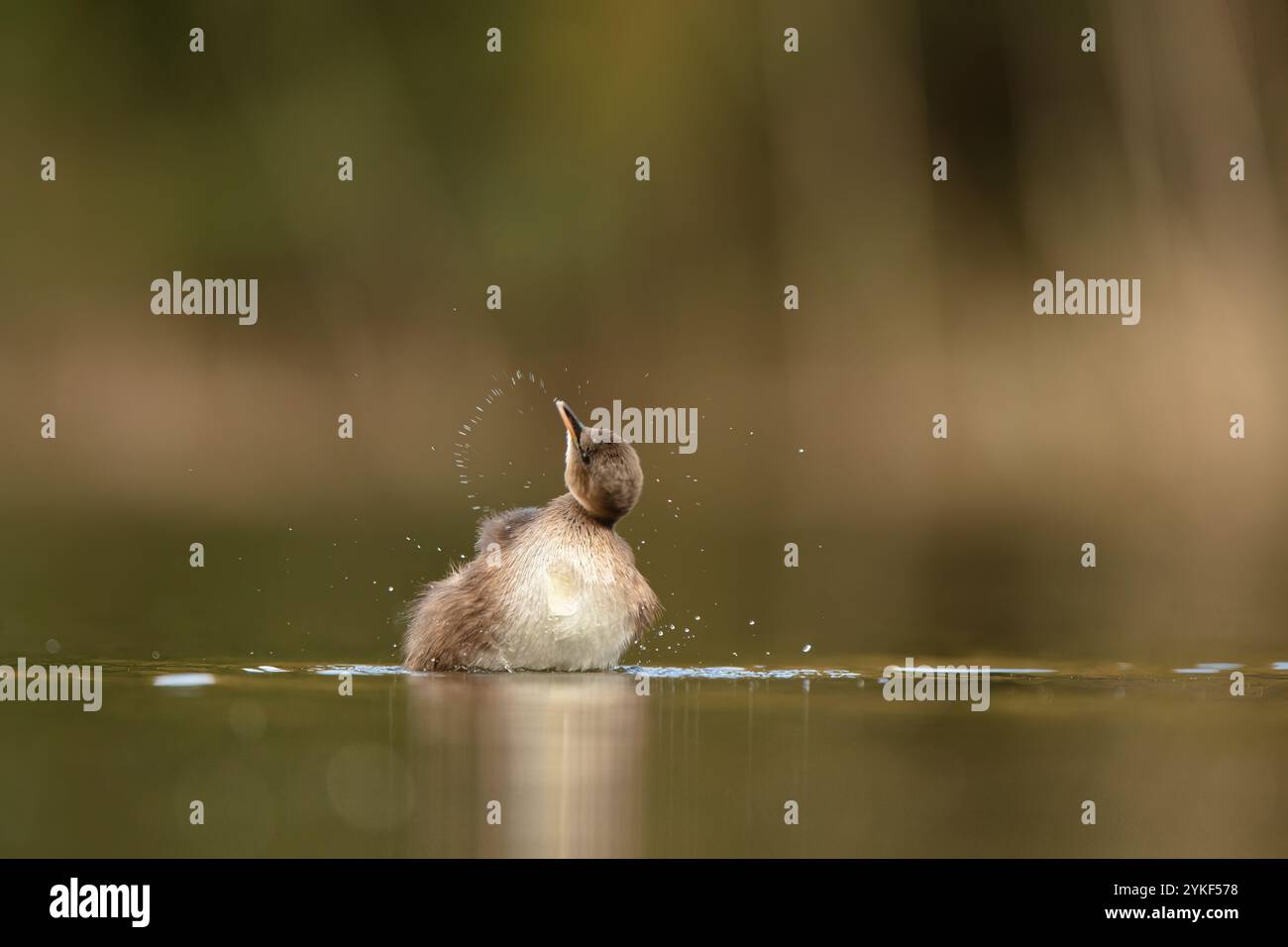 Ein junger kleiner Grebe spielt im Wasser, kreiert um das Wasser herum Spritzwassermuster und zeigt die Schönheit seines natürlichen Lebensraums Stockfoto