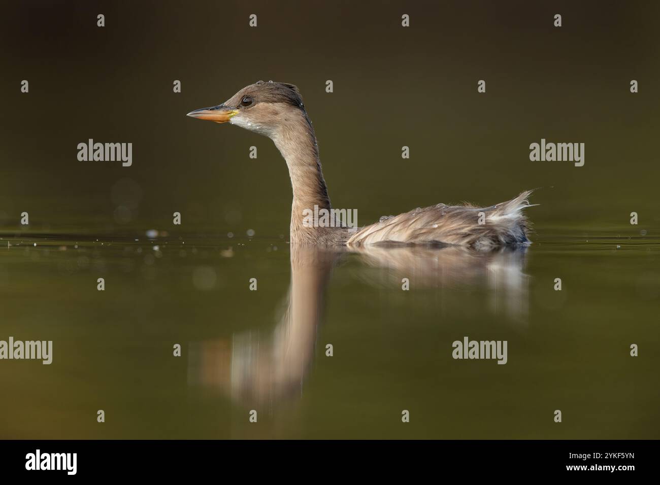 Ein junger kleiner Grebe gleitet auf ruhigem Wasser, dessen Reflexion unter der ruhigen Umgebung sichtbar ist, unterstreicht die natürliche Schönheit des Vogels Stockfoto