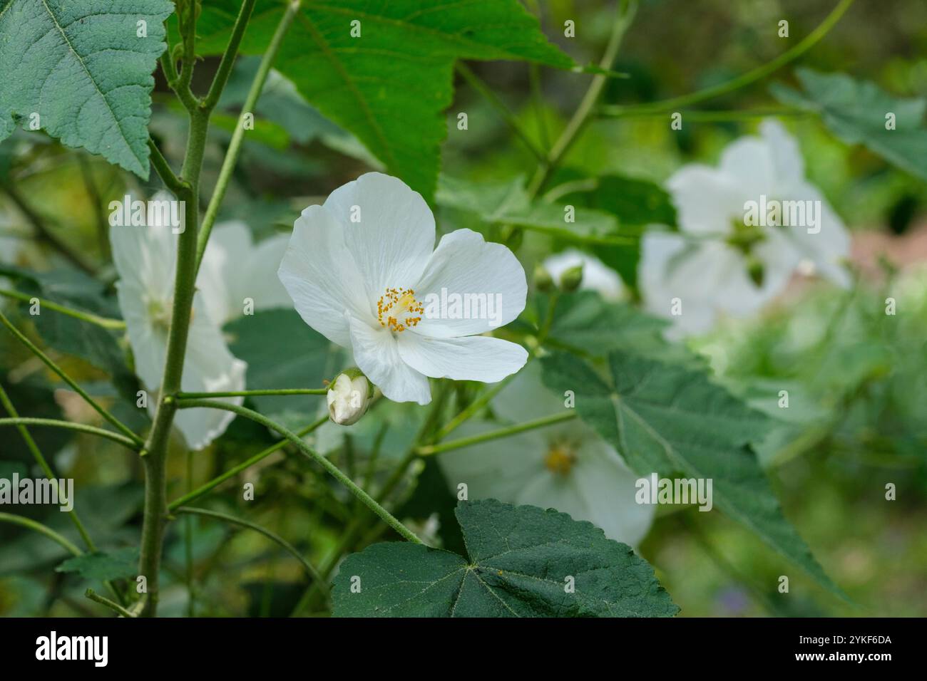 Corynabutilon x Suntense Gorer's White, abutilon Gorer's White, weiße Blüten, prominente Bosse aus orangen Staubblättern. Stockfoto