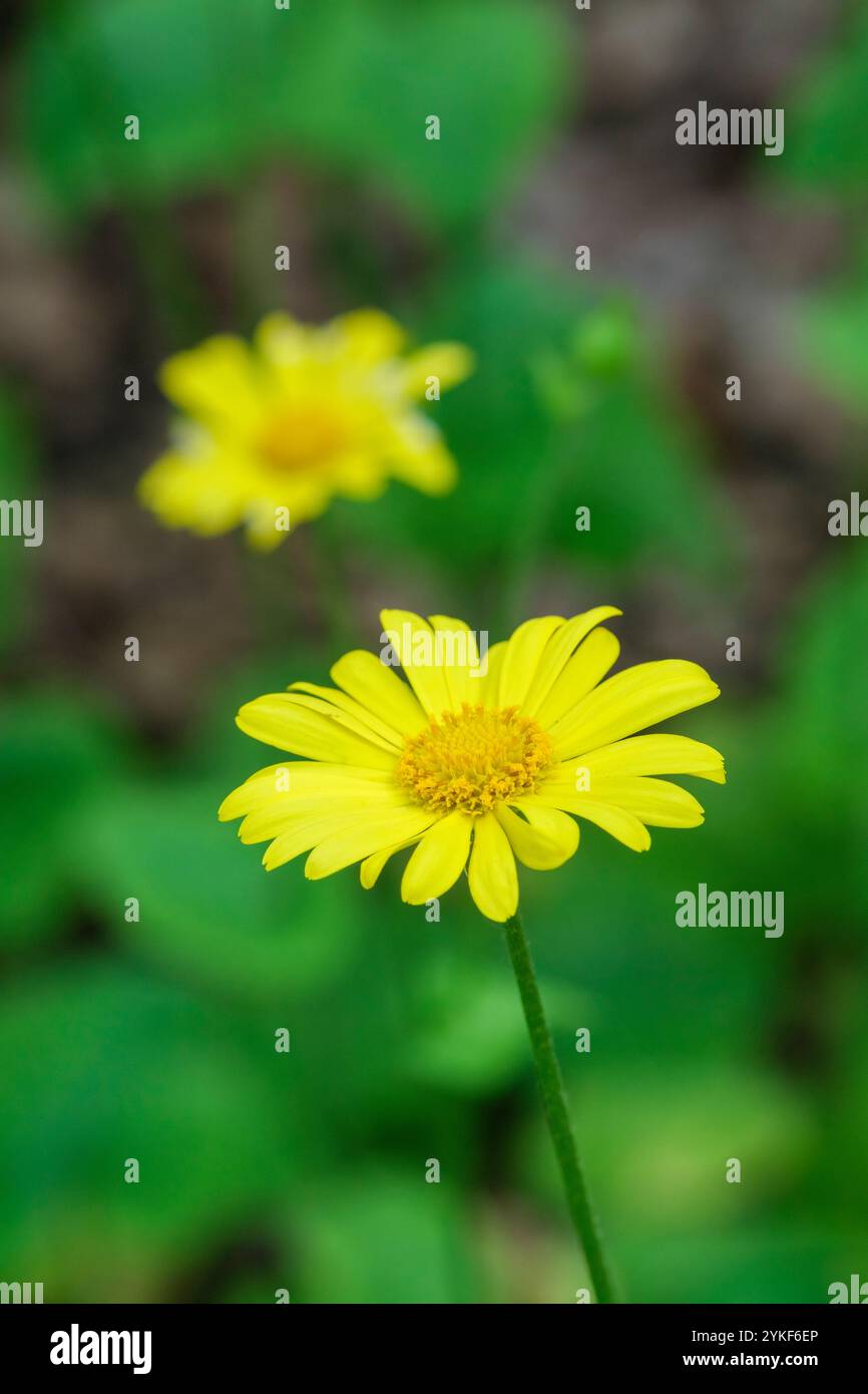 Doronicum pardalianches, großer Leopardenfleck, Flusskrebs Leopardenfleck, einzelne, hellgelbe Blüten im Frühjahr Stockfoto