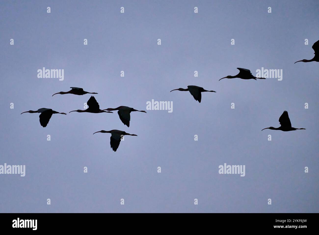 Eine heitere Schar von Plegadis falcinellus, auch bekannt als Hochglanz Ibis, fliegt anmutig über den Himmel der Ostküste Spaniens und zeigt eine friedliche Atmosphäre Stockfoto