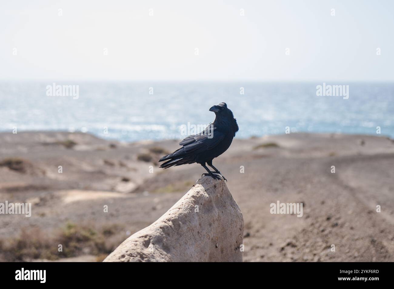 Ein einsamer Rabe thront auf einem Felsen mit dem weiten Ozean und dem zerklüfteten Gelände von Fuerteventura, Spanien, und ist im Hintergrund sichtbar Stockfoto