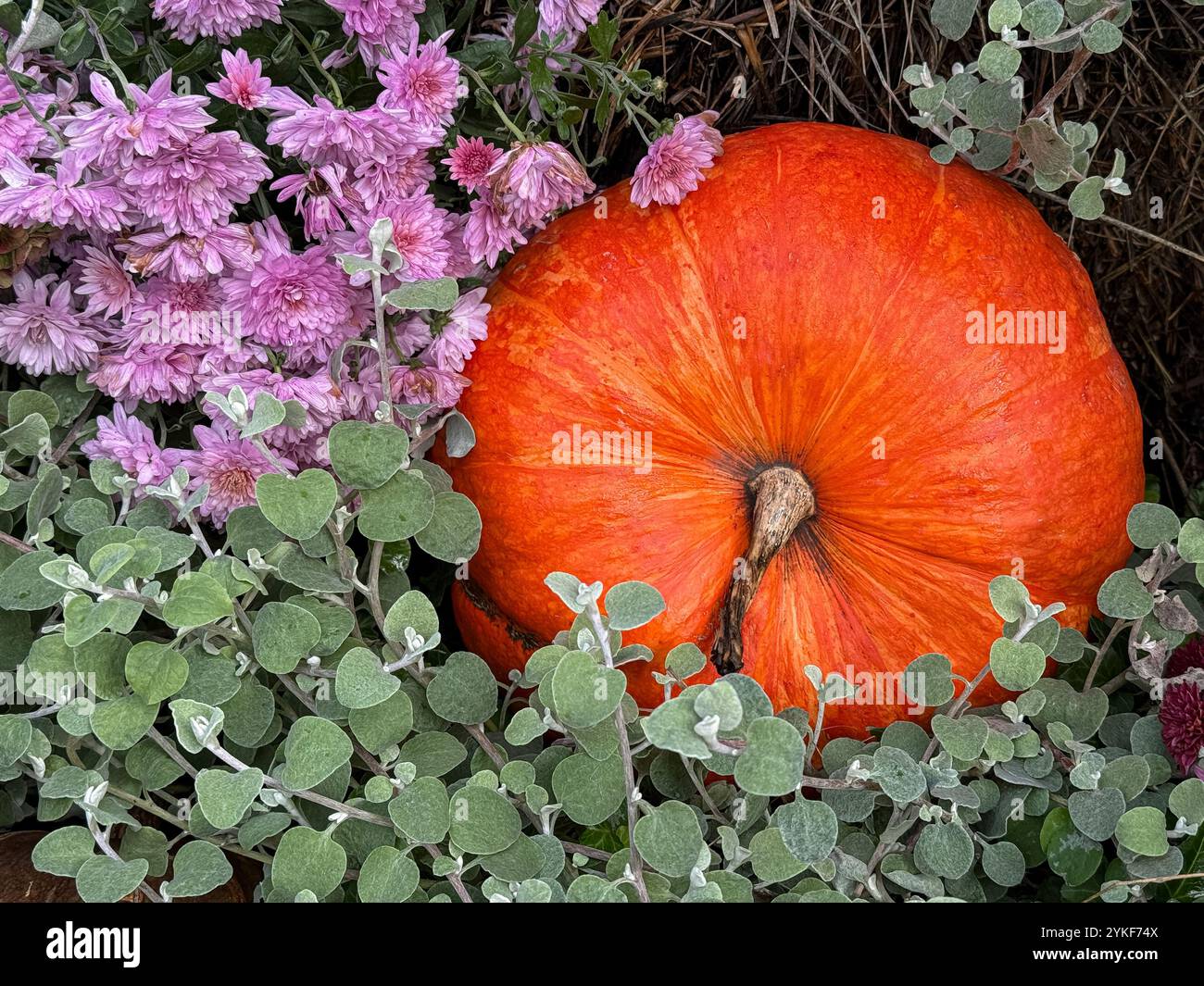 Ein leuchtend orangener Kürbis, eingebettet in ein Bett aus violetten Chrysanthemen und grünen Blättern, fängt das Wesen eines Herbsterntefestes und Halloween d ein Stockfoto