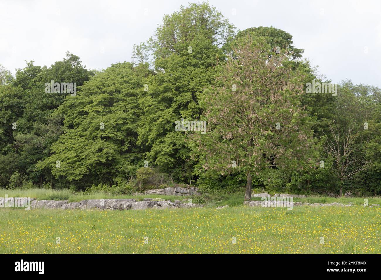 Kalkstein und Wald zurück Holz Stockfoto